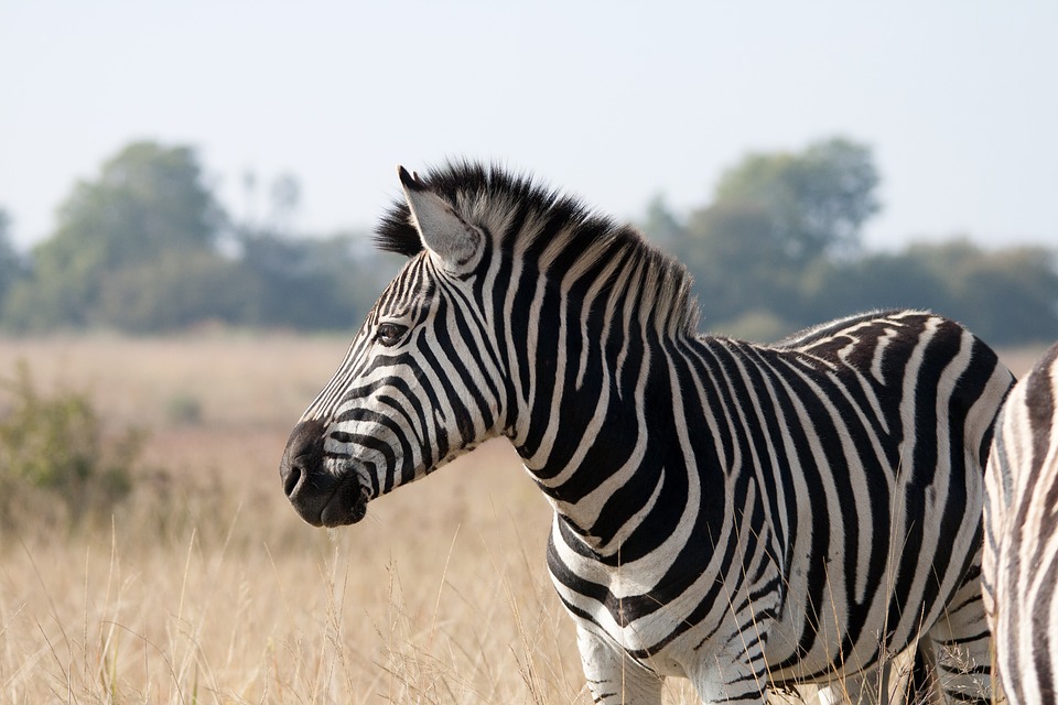 Africa actually hosts two great animal migrations | Discover Africa Safaris