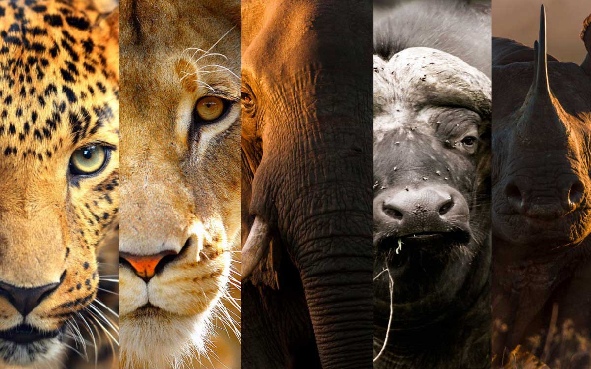 what are the big five and where can i see them