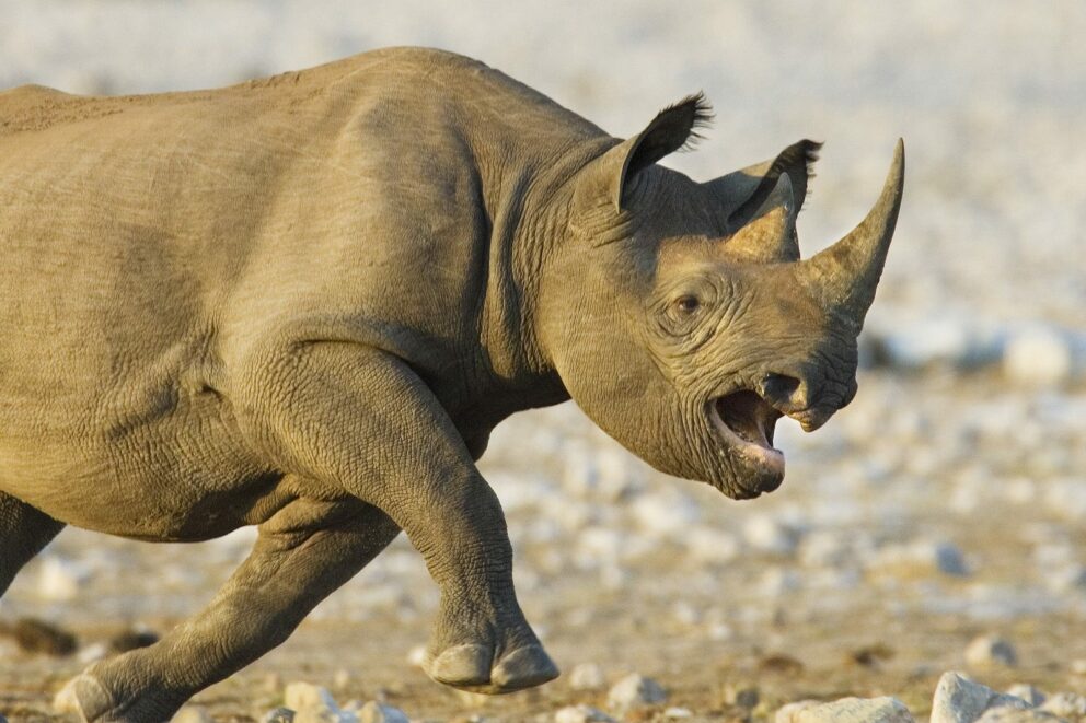 Black rhino charging in Etosha National Park, Namibia.