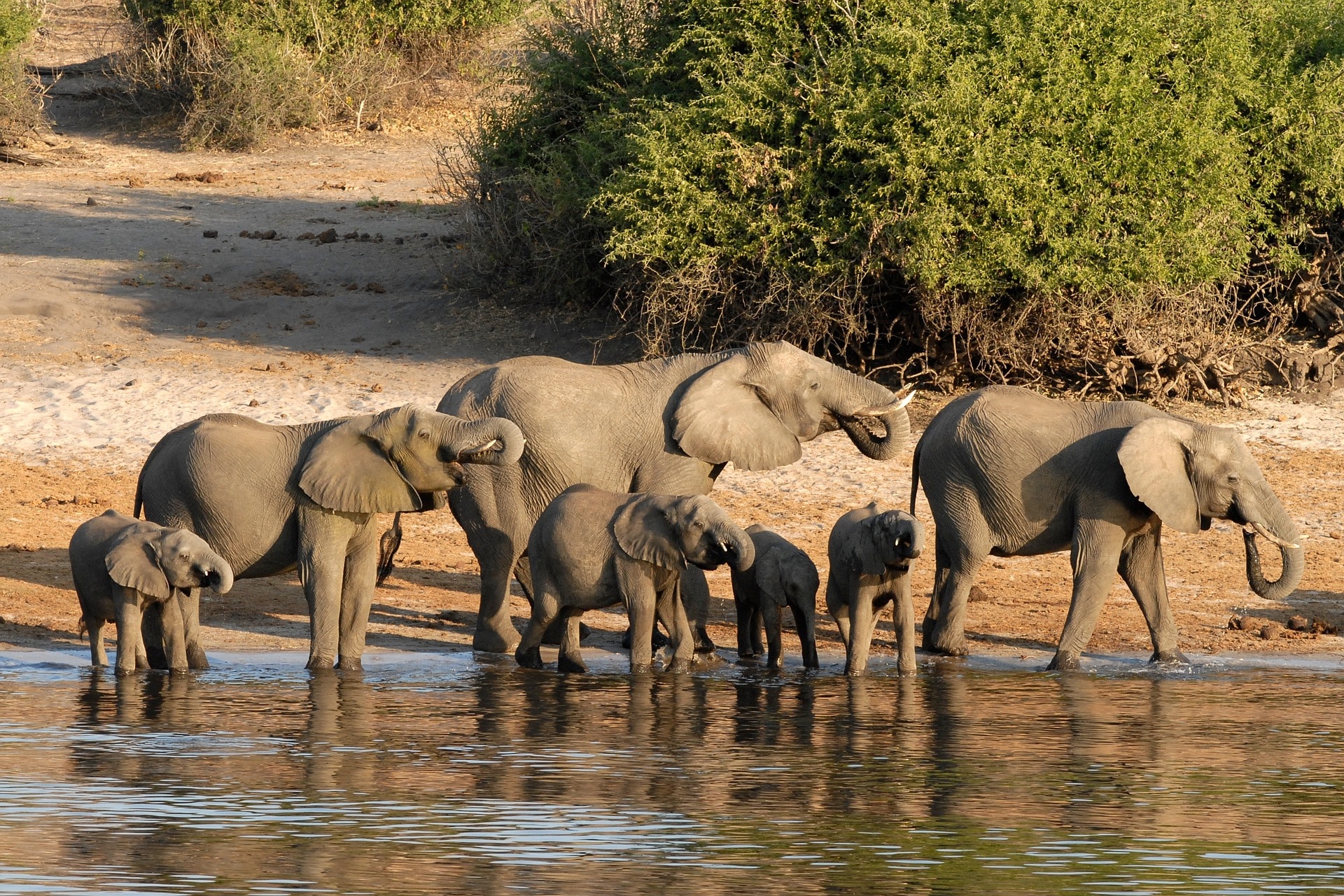 chobe safari in