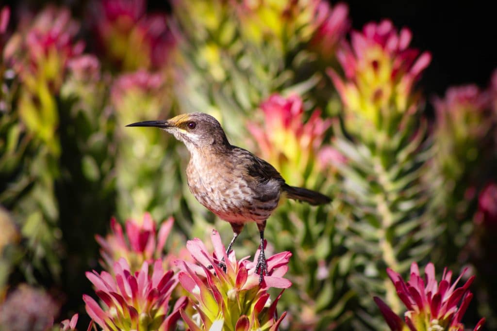 Cape Sugarbird in proteas on Table Mountain. They can be spotted on a birding safari in South Africa.