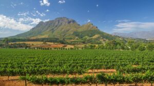 Vineyards with a mountain in the background and blue skies showing the beauty of the Cape Winelands.