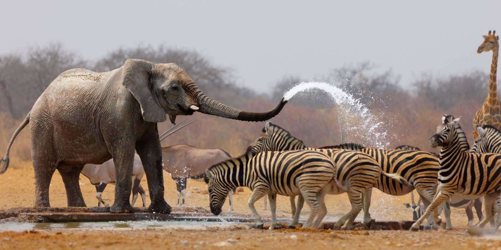Discovering Namibia's Unique Wildlife: Animals You're Likely to See in this  African Nation | Discover Africa Safaris
