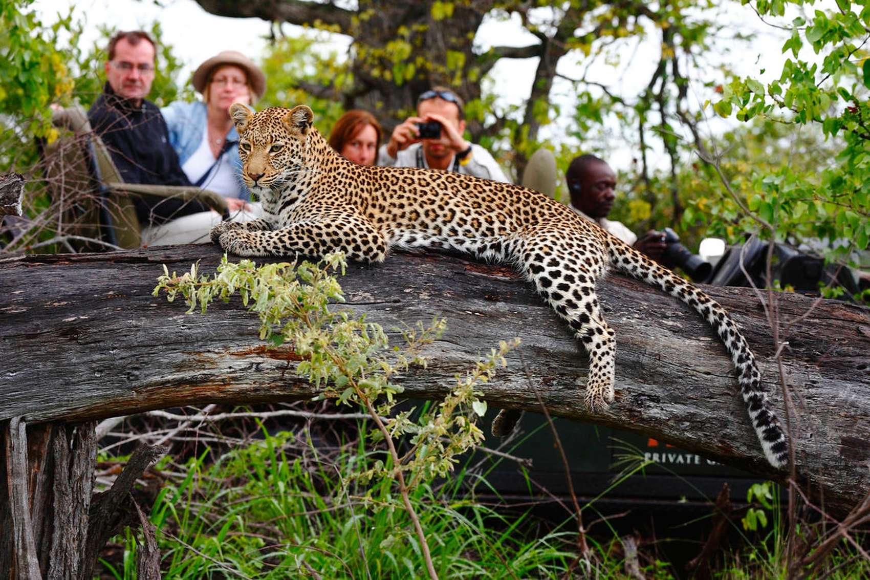 royal safari leopard