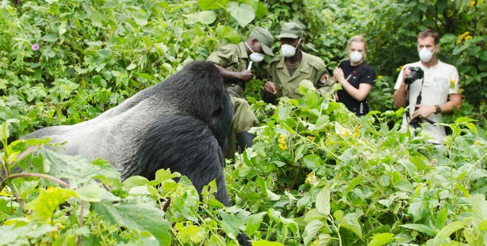 Group of travellers observing a gorilla in Volcanoes national park while mountain gorilla trekking in Rwanda. 