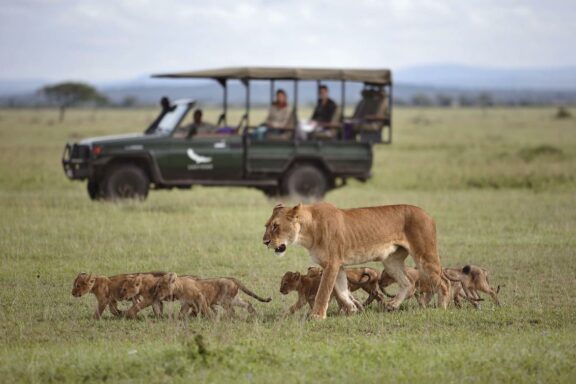 Lion Safari in Grumeti