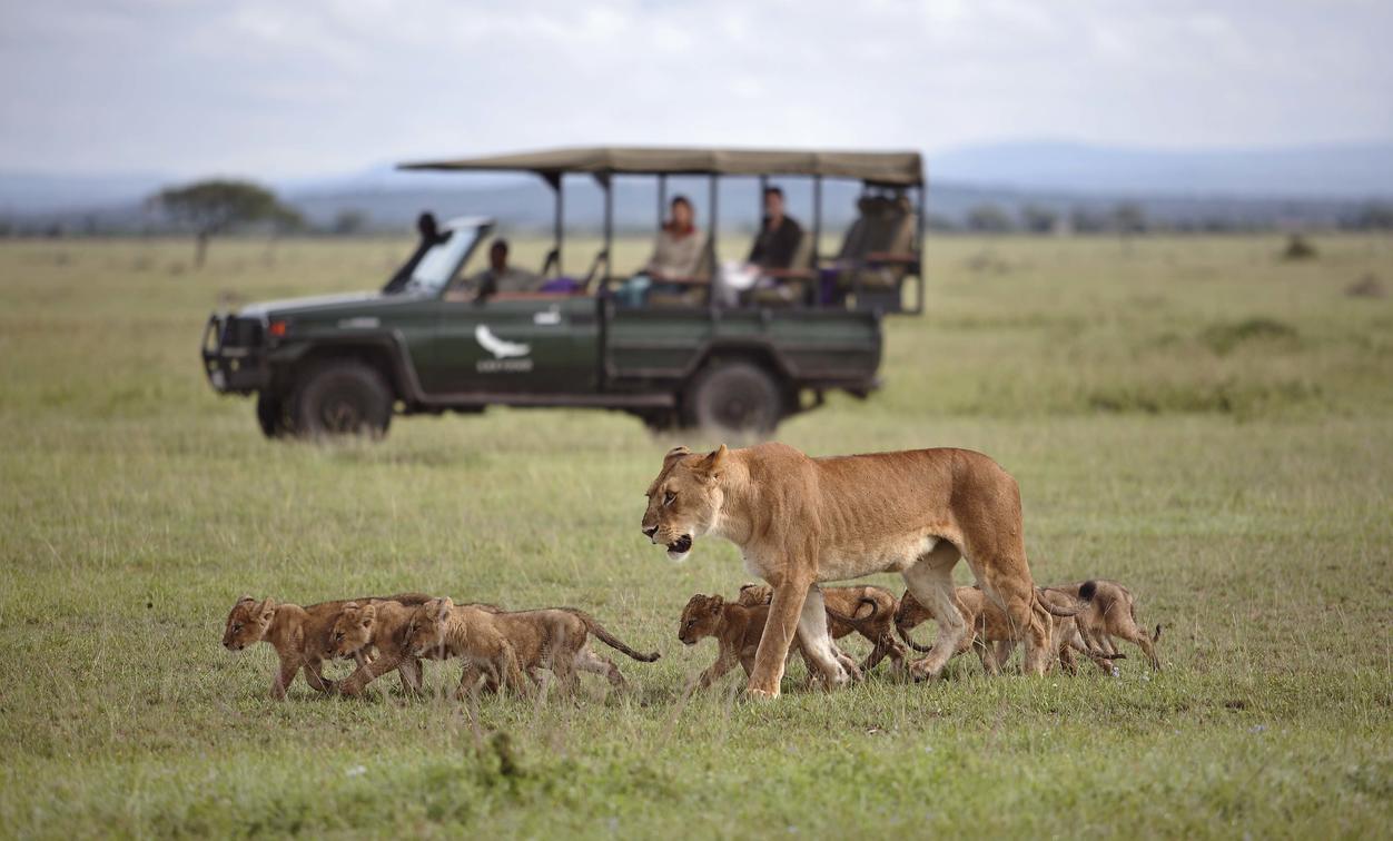african lion safari tours