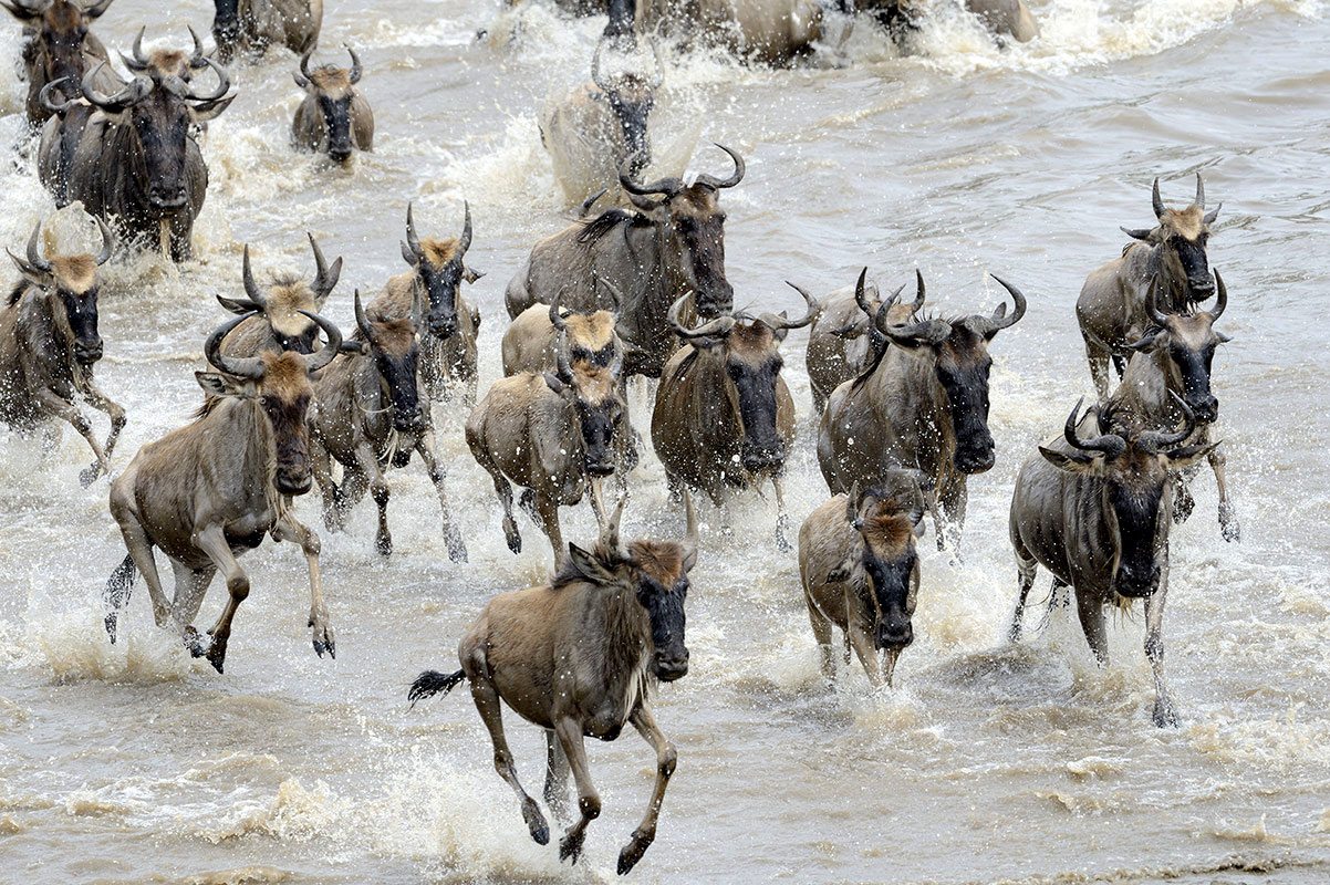 Tanzania Great Migration June/July 2023 Safari (9 days) | Discover Africa  Safaris