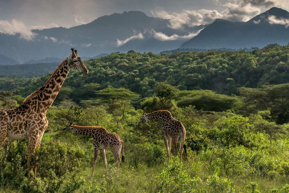 Giraffes in Meru National Park, Kenya.