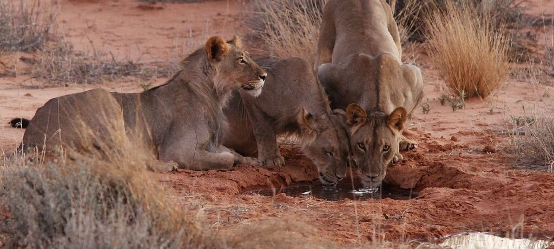 Lions in the Kgalagadi Transfrontier Park, a Botswana national park