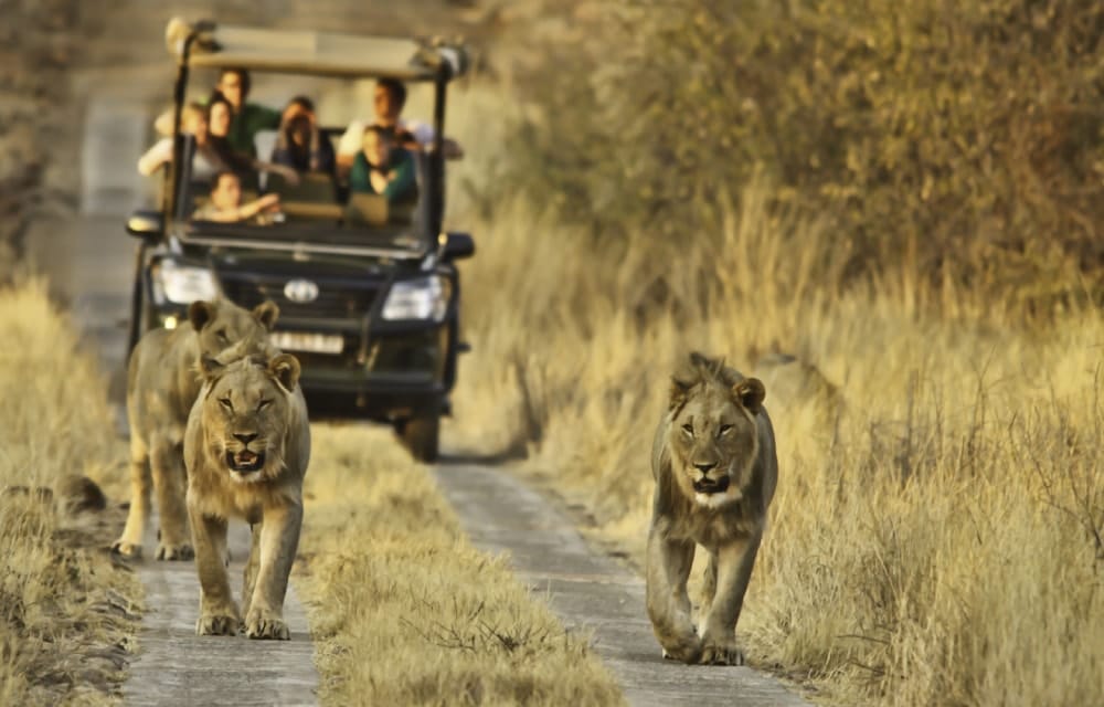 Kruger National Park Safaris & Vacations | Safari in Kruger