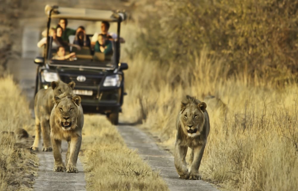 kruger park safari holidays