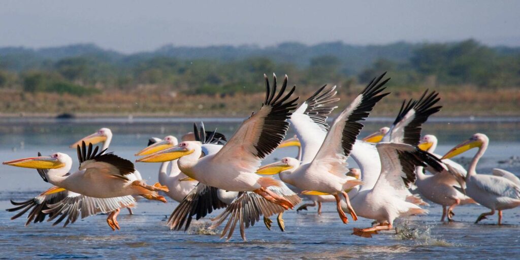 Lake Nakuru Birds