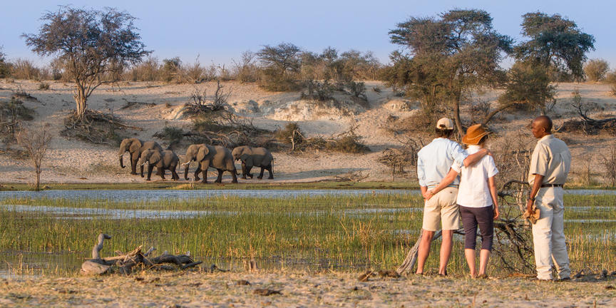 Elephants as seen on a walking safari in Botswana