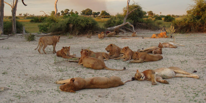 Pride of lions in Botswana spotted on a Big Five safari
