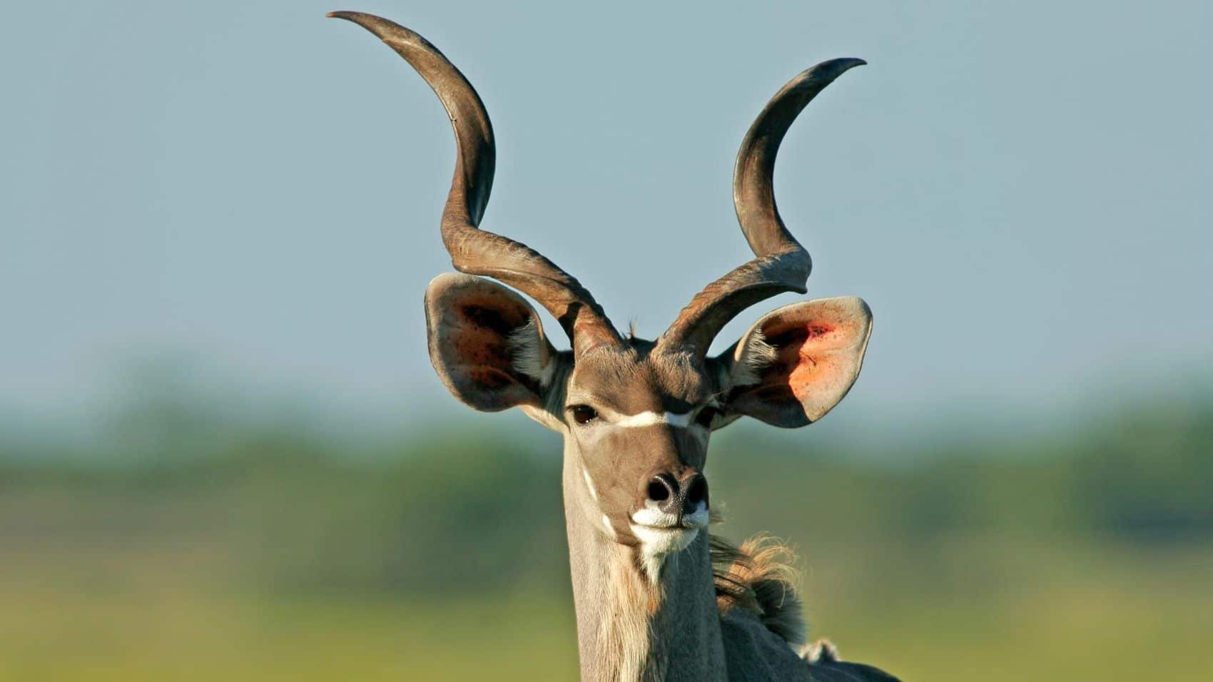 Limpopo Safaris, Tours & Packages | Safari in Limpopo Limpopo Safaris, Tours & Packages | Safari in Limpopo