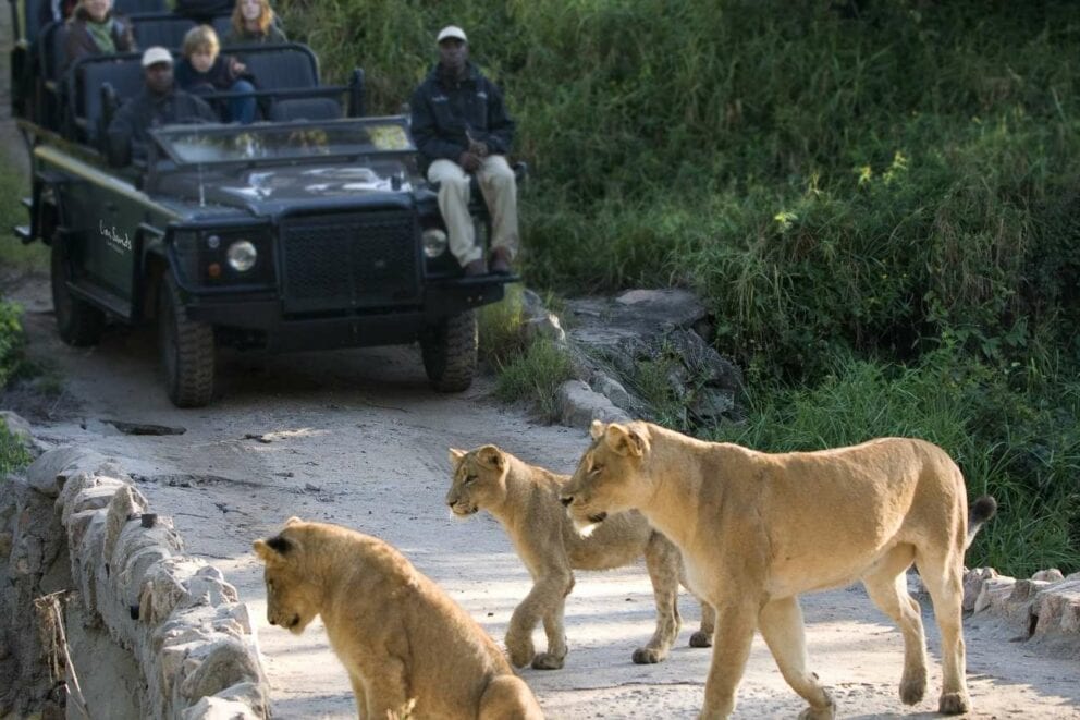 Lions crossing the path of a safari vehicle in Kruger. Which is a safe place to travel to.