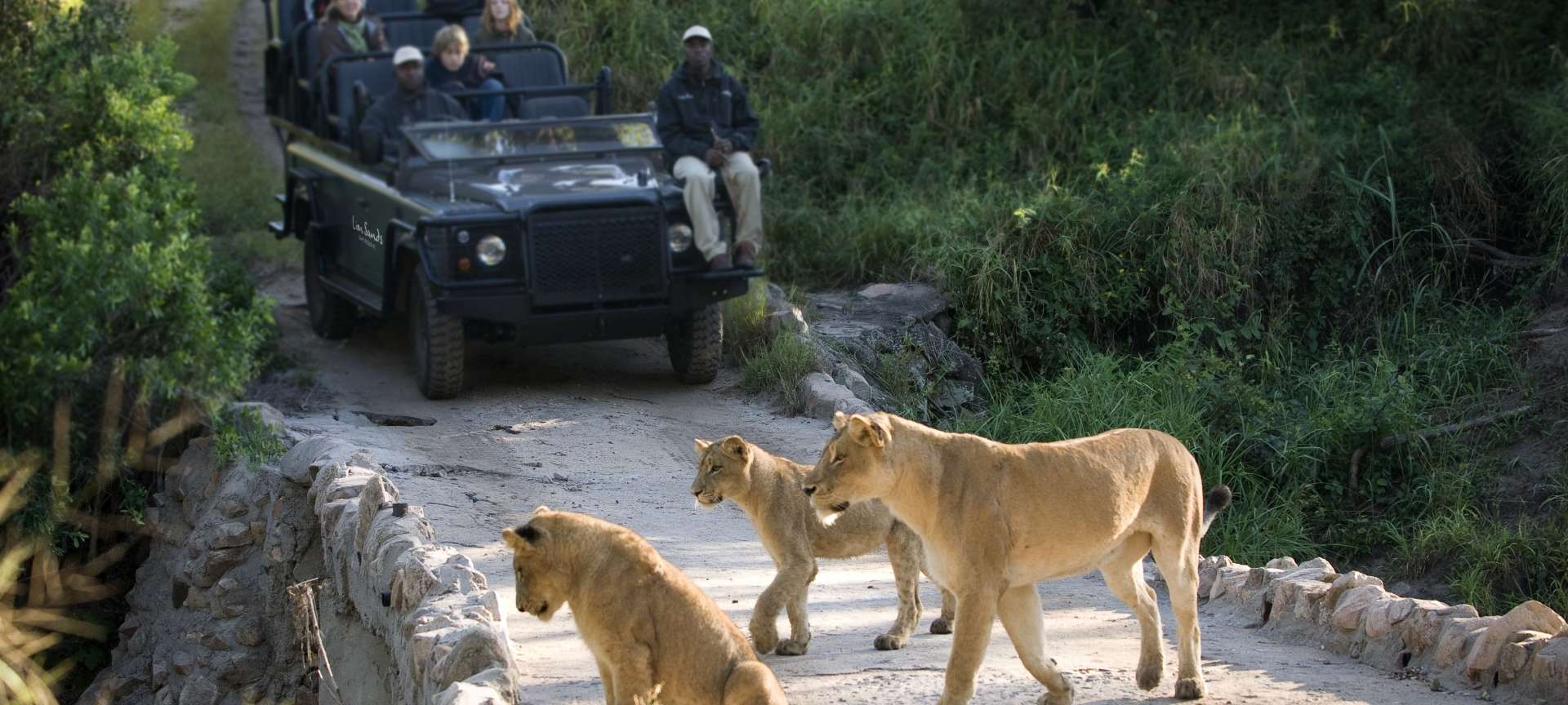 Lions crossing the path of a safari vehicle in Kruger. Which is a safe place to travel to.