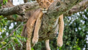 Lioness in a tree lying on a tree branch