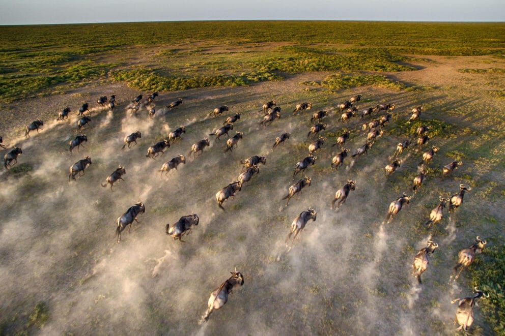 Aerial view of wildebeests during the Loita Migration