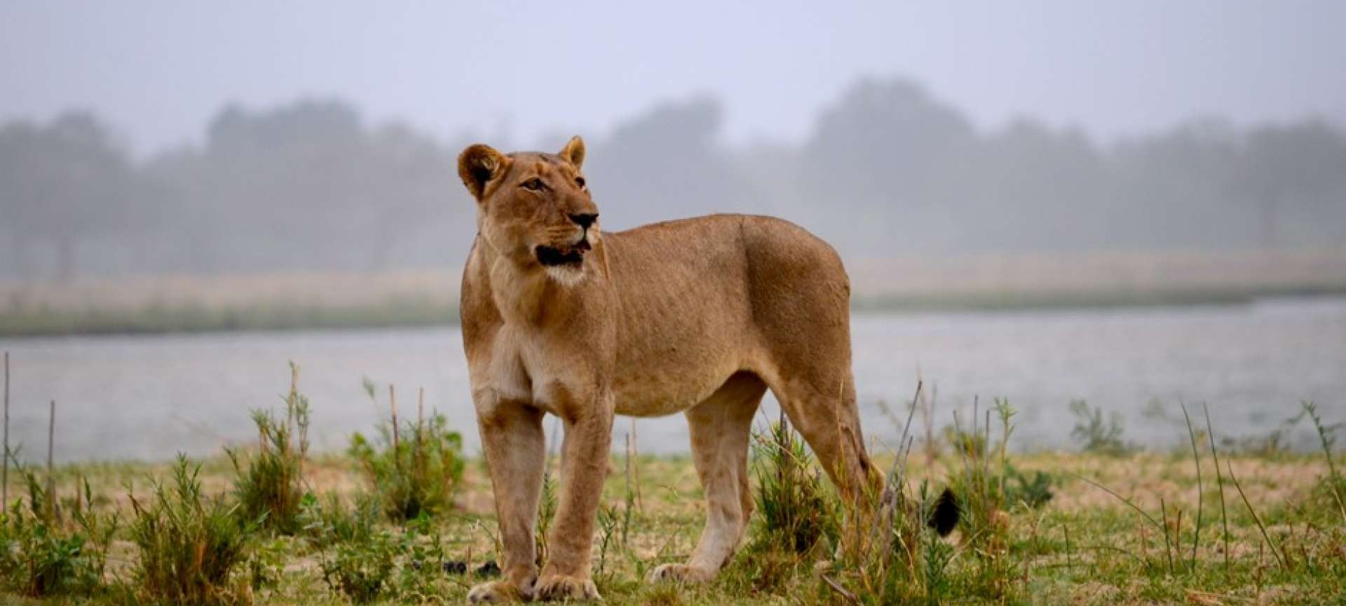 A lioness on the prowl in Lower Zambezi National Park