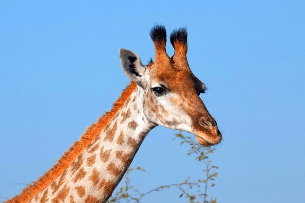 Giraffe in Madikwe Game Reserve, a popular safari destination in South Africa. 