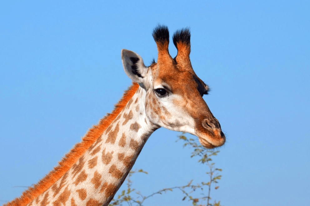 Giraffe in Madikwe Game Reserve, a popular safari destination in South Africa.