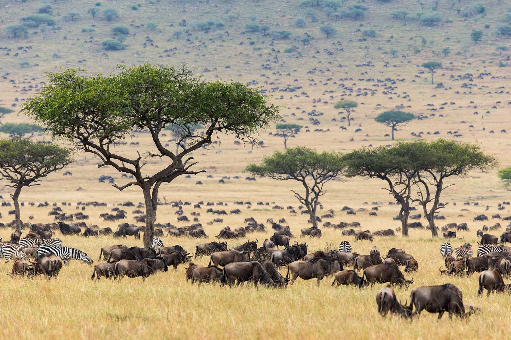 masai mara safari 2 days