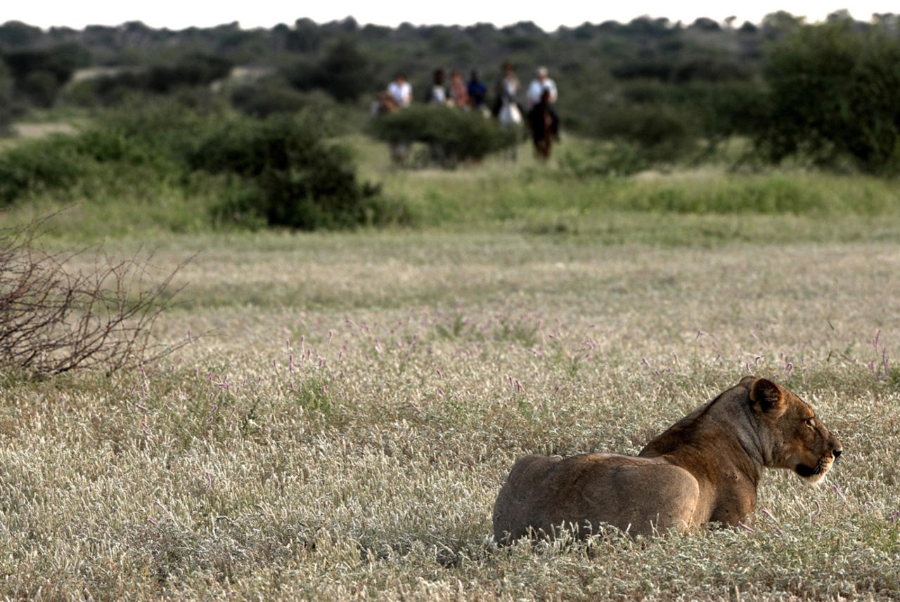 Horse riders encountering a lioness in Botswana