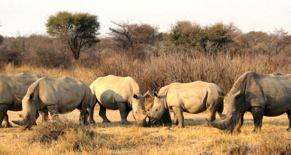 Rhinos in Mokolodi Game Reserve, Botswana | Photo credit: Mokolodi Lodge