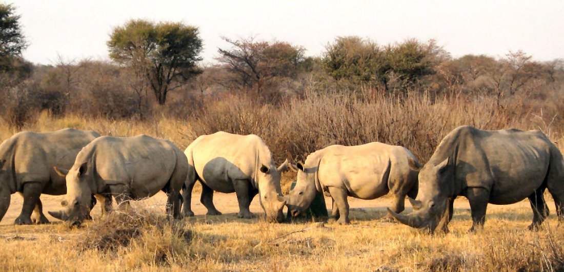 Rhinos in Mokolodi Game Reserve, Botswana as seen on a big five safari