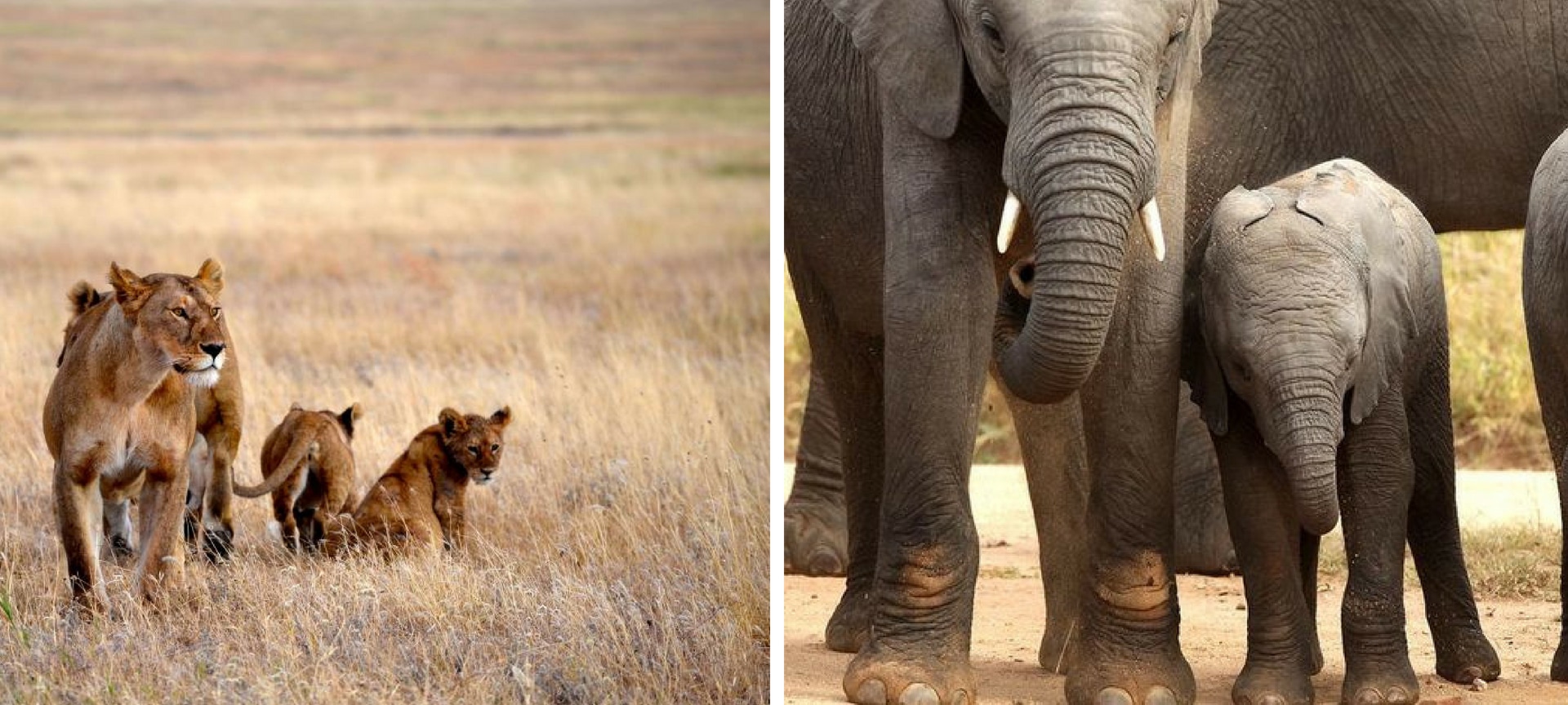 namibia vs botswana safari