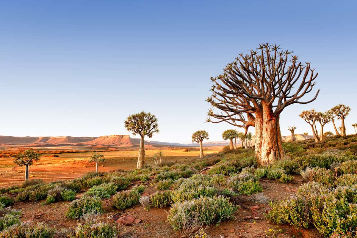 Four Thrilling Activities To Try In The Northern Cape Of South Africa Four Thrilling Activities To Try In The Northern Cape Of South Africa