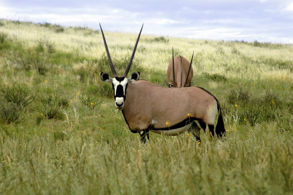 Oryx in the Kgalagadi Park