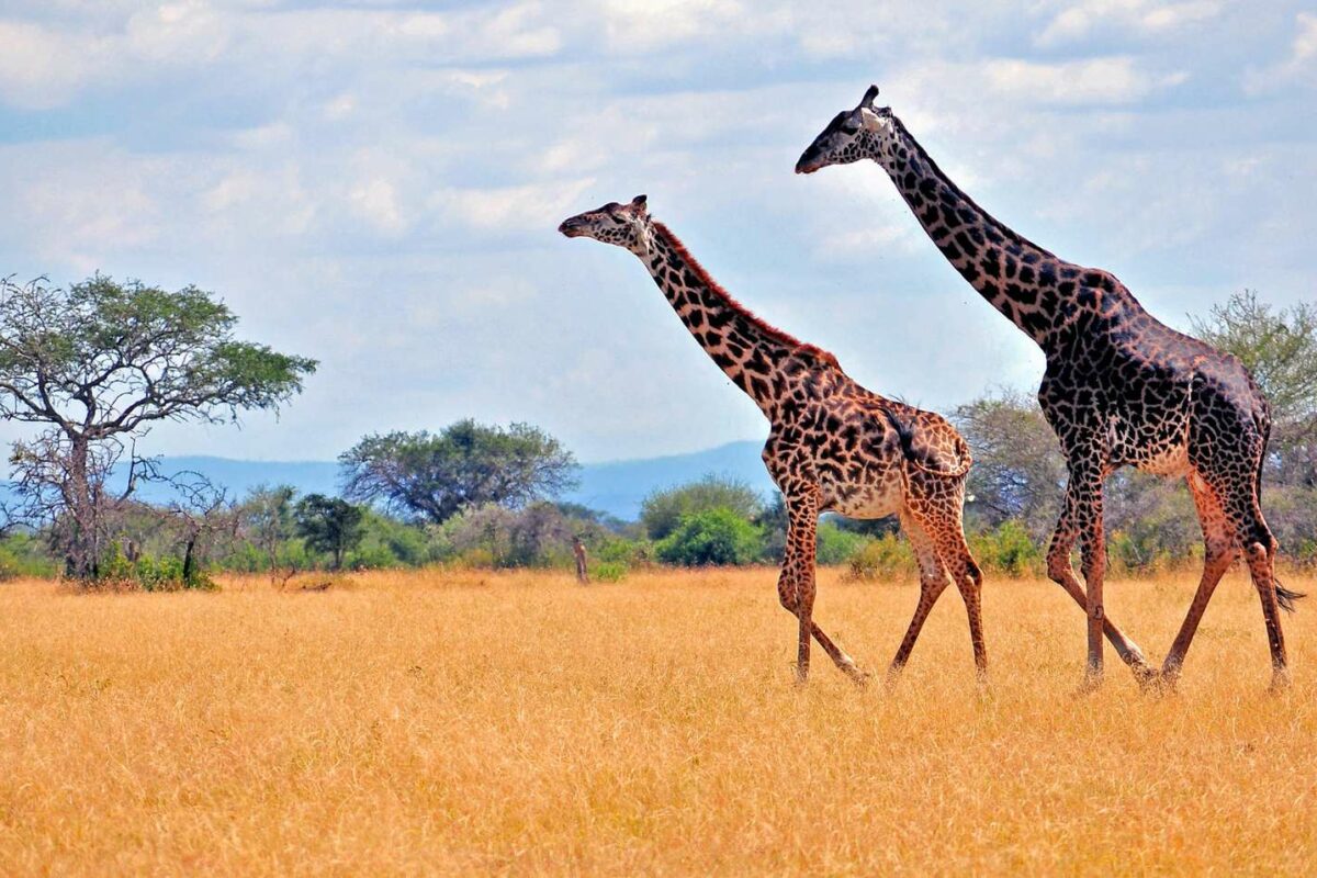 serengeti safari in july