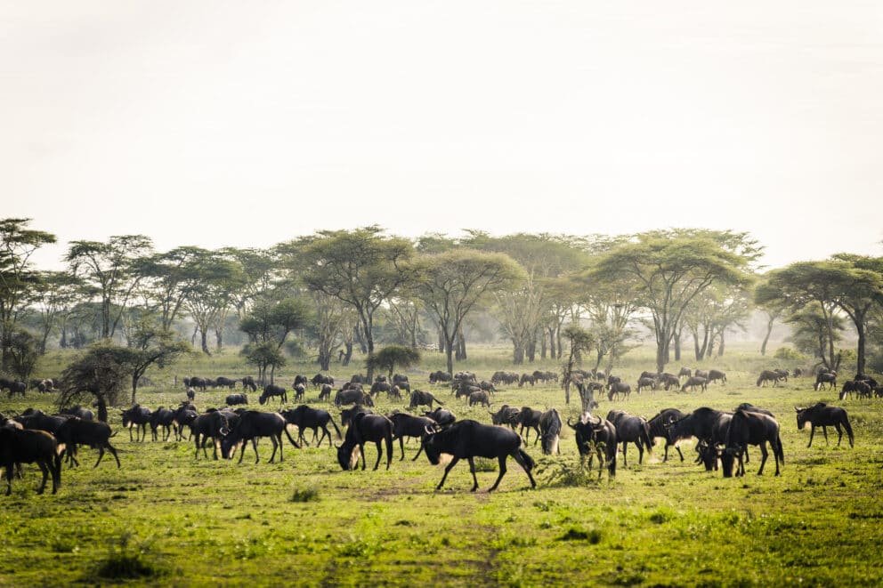View of a large herd of wildebeest in the lush and gree bush. 