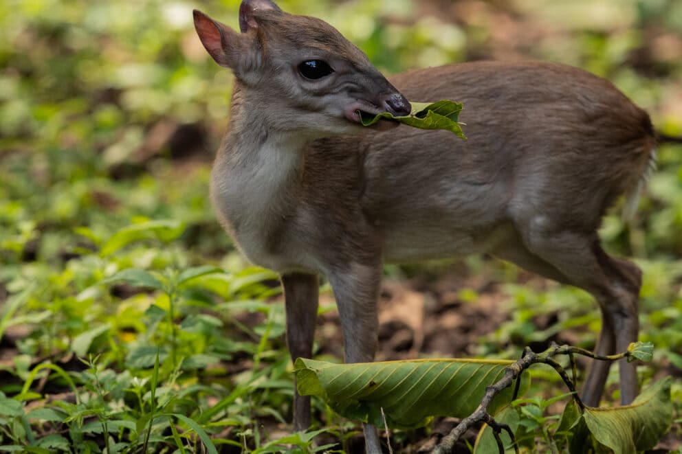 Blue duiker | Photo credits: Jacha Potgieter