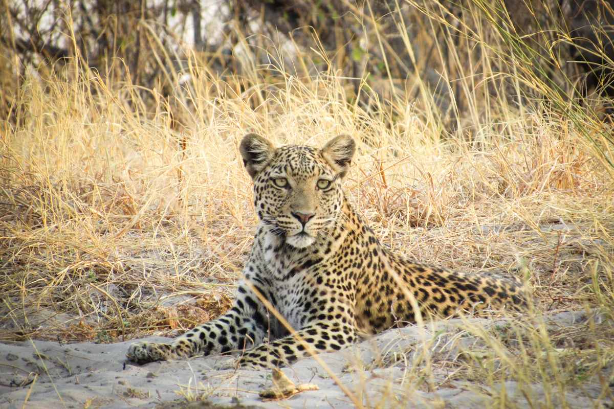 A leopard sighted in the bush of Botswana on a photo safari