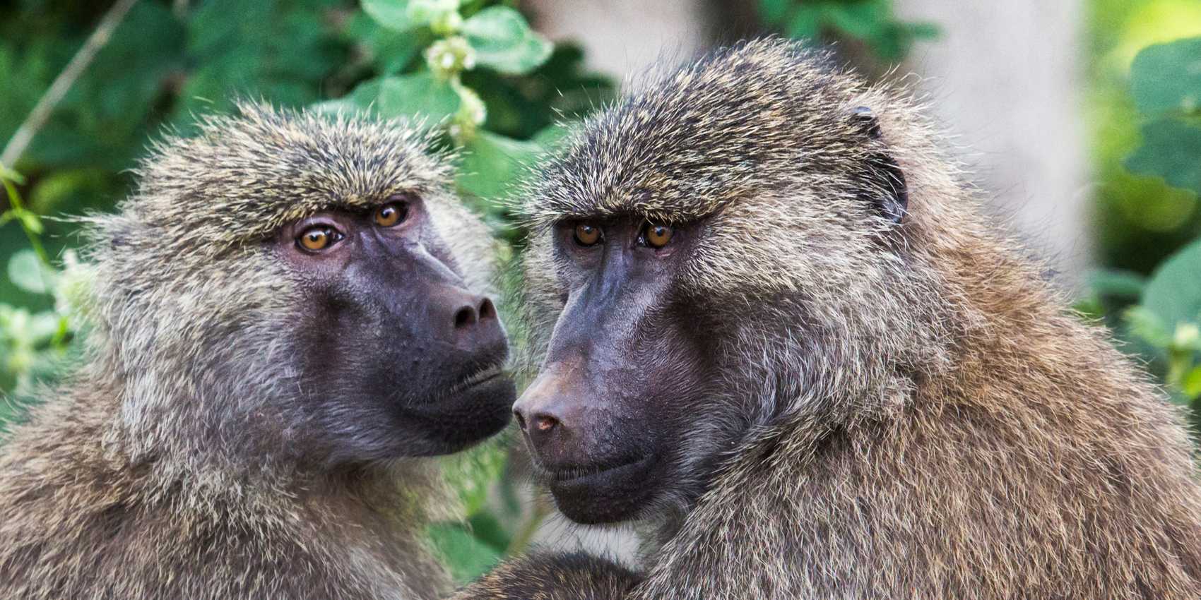Semuliki Safaris & Vacations - Safari in Semuliki