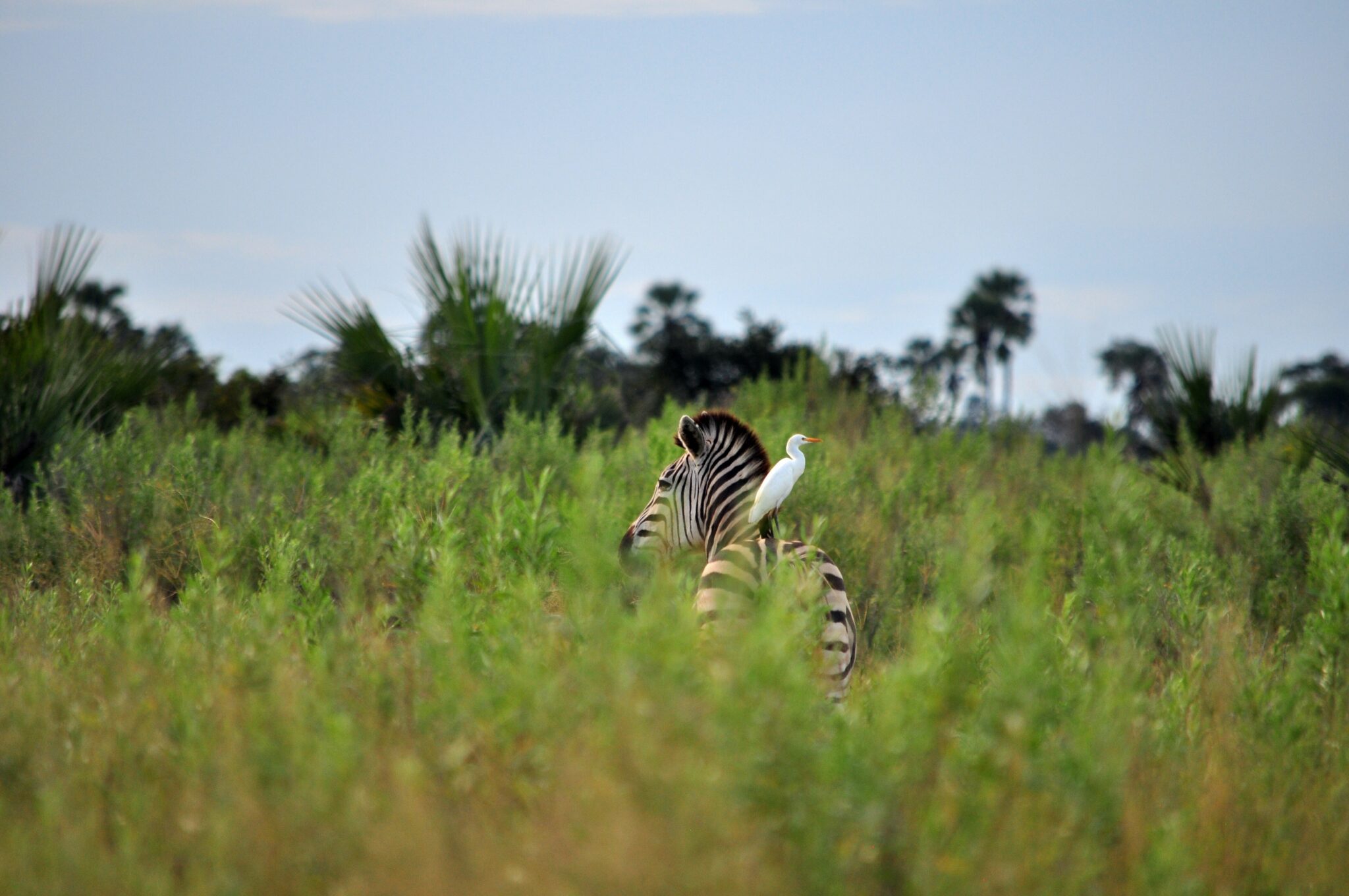 Guide to the Green Season in Botswana – Discover Africa