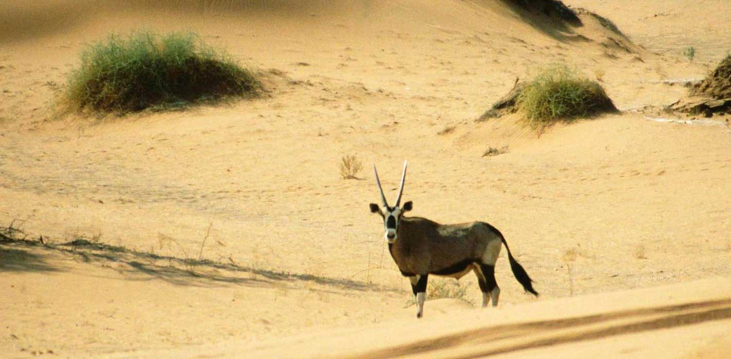 Oryx near Sossusvlei