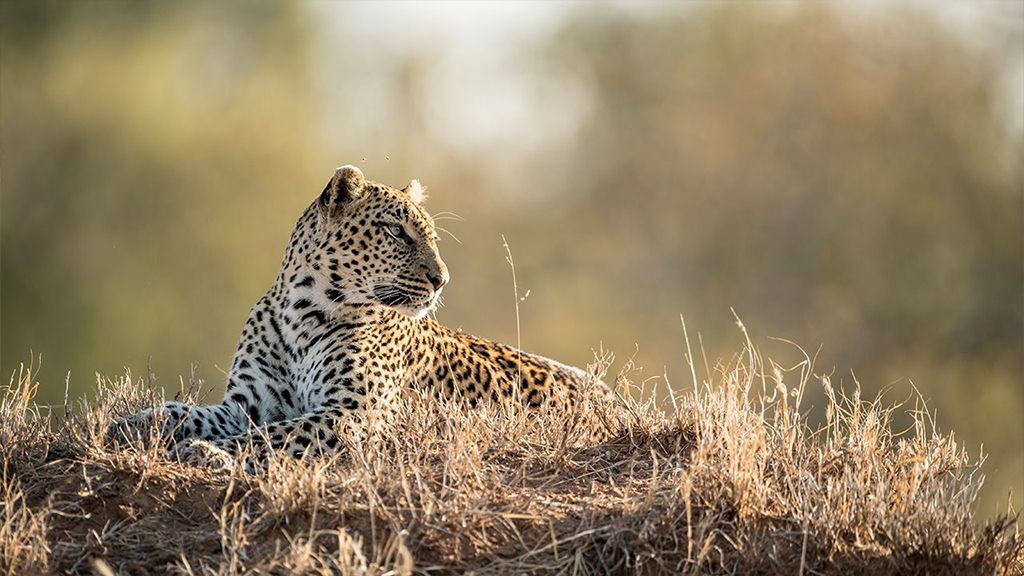 Leopard in Kruger National Park. Which is a safe place to travel to