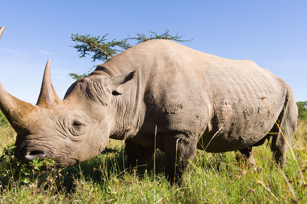 Rhino in Sabi Sand Game Reserve.