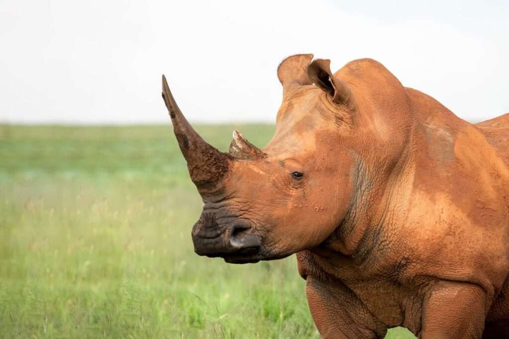 Rhino sighting on a safari