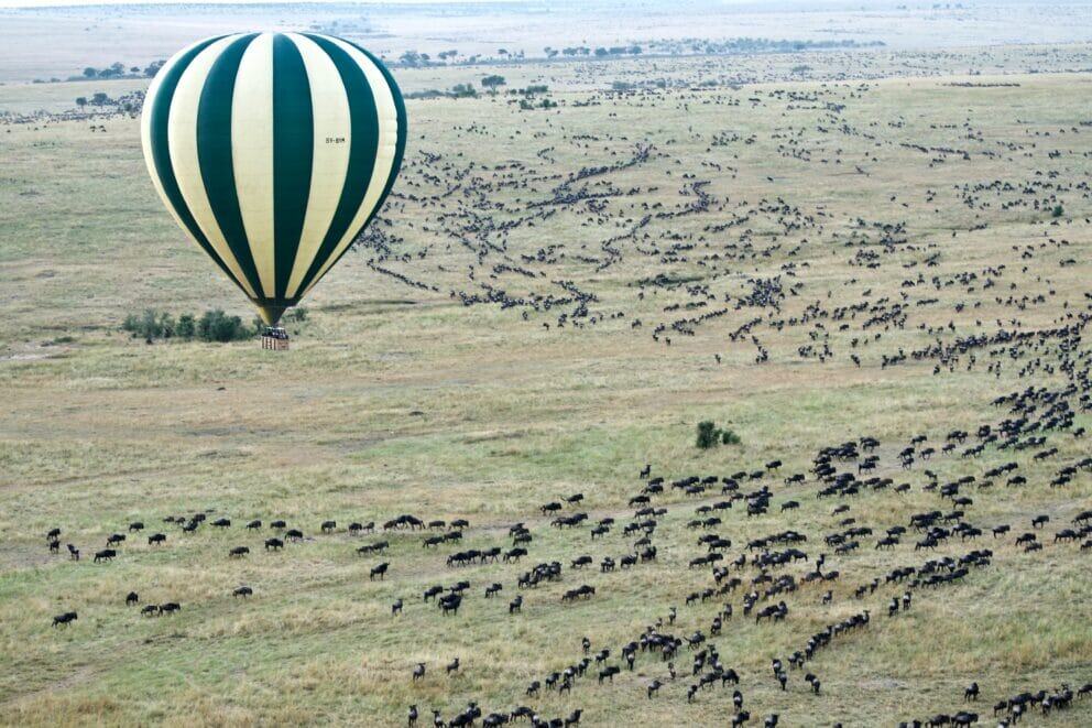 Hot air balloon over wildebeest herd, Tanzania.