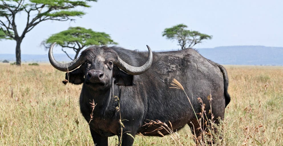 Buffalo in Tarangire National Park, Tanzania.