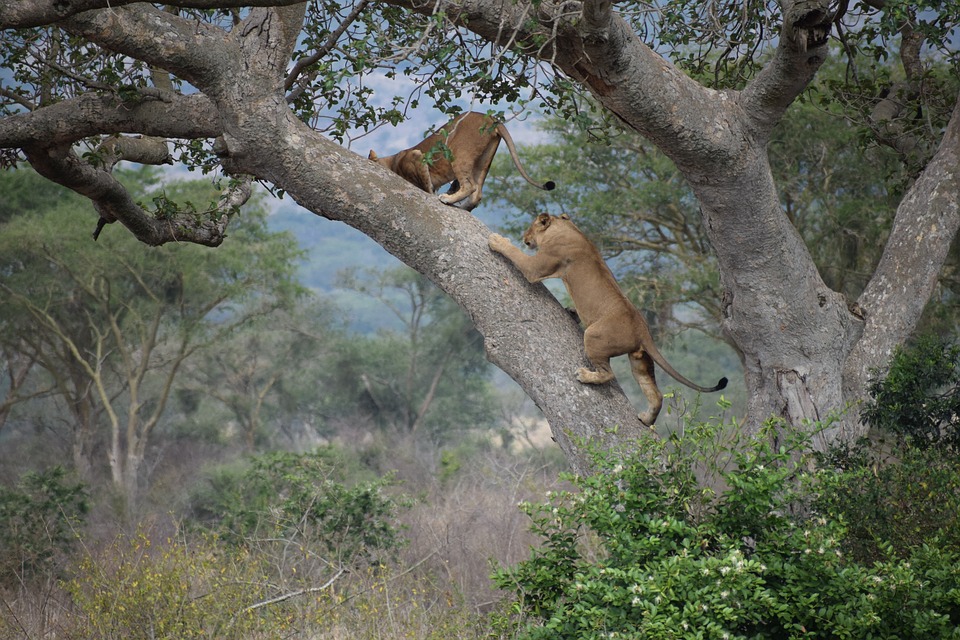 Meet the Tree-climbing Lions of East Africa | Discover Africa Safaris
