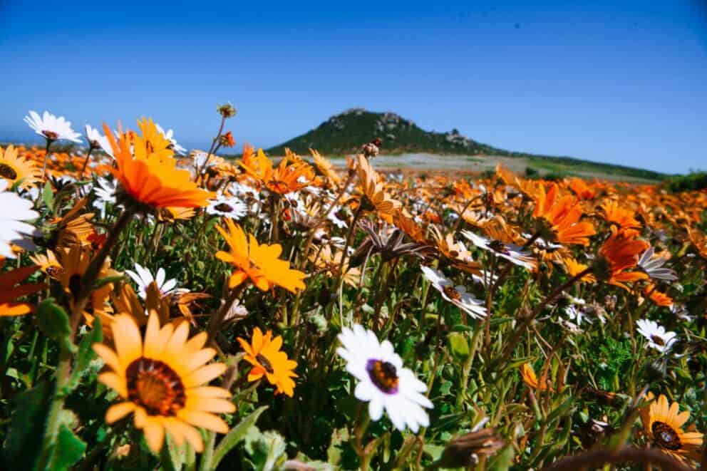 wild flowers in bloom in west coast national park