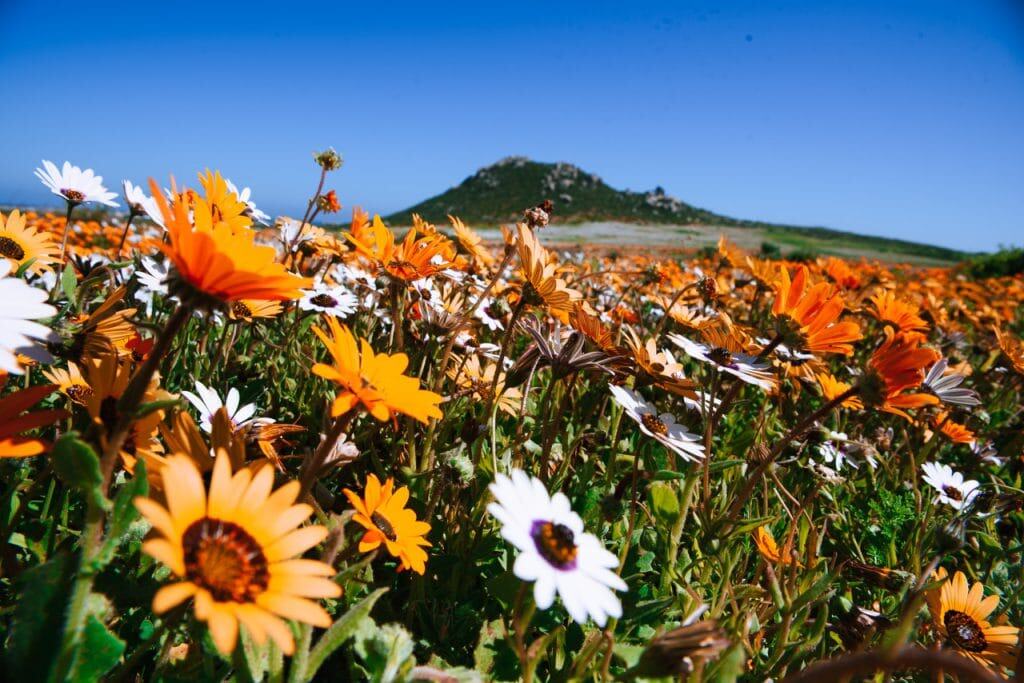 wild flowers in bloom in west coast national park