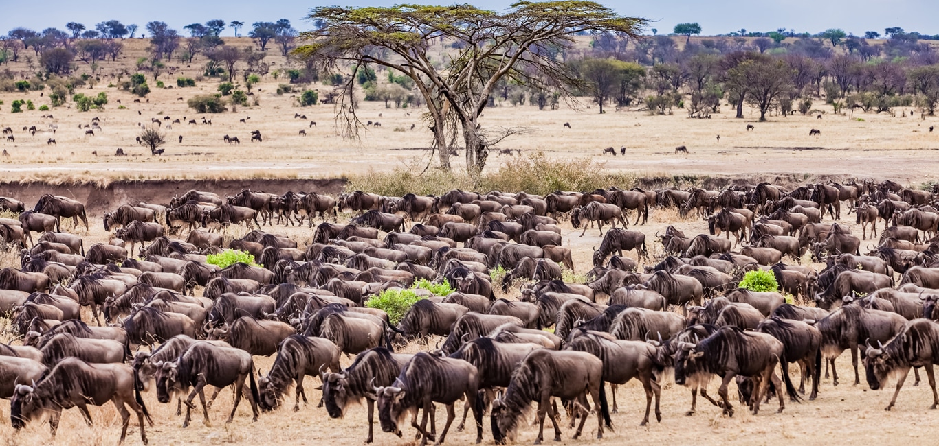 Conserving Tanzania: A luxury venture into the Serengeti